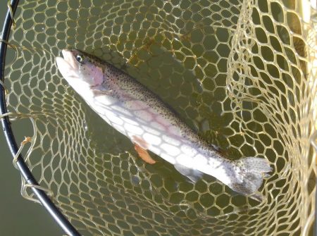 大安トラウトレイク 釣果